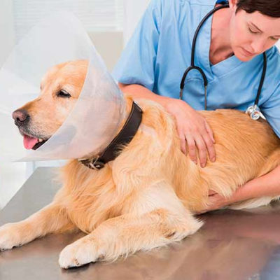 Простатит у собак: симптомы, лечение и профилактика