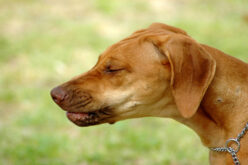 Собака часто дышит в спокойном состоянии: что делать при проблемах с дыханием?