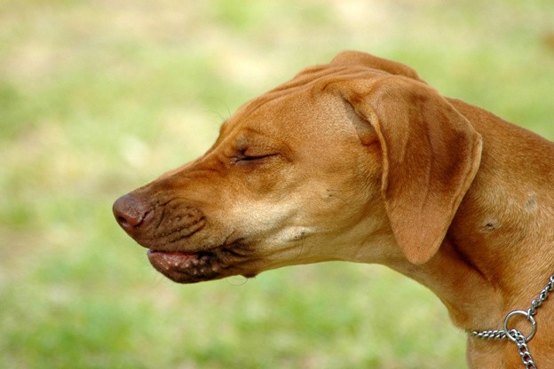 Почему собака чихает