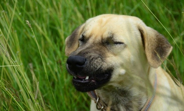 почему собака чихает