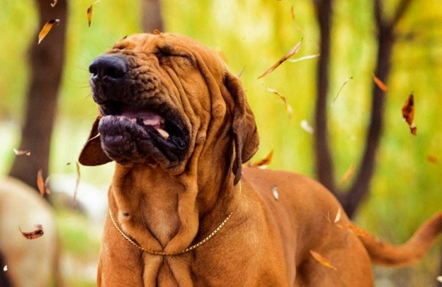 Почему собака часто чихает: 8 причин и что делать