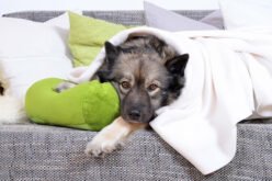 Есть ли глисты у собаки: симптомы, признаки, как вылечить