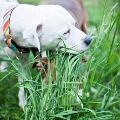 7 причин почему собака ест траву на улице и что делать
