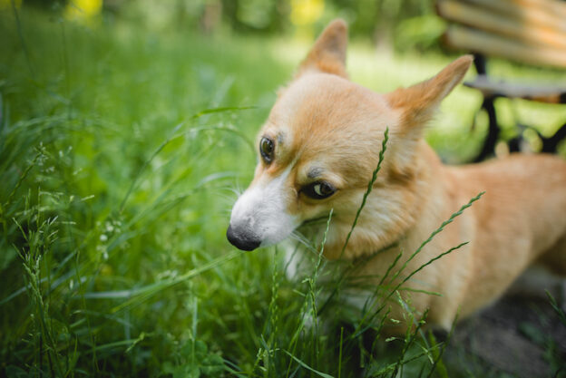 Собака ест траву
