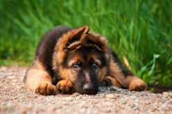 Признаки, лечение и диагностика дирофиляриоза у собак