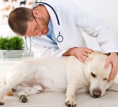 Мокнущая экзема у собак: причины, симптомы, как лечить