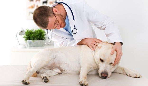 лечение экземы у собак