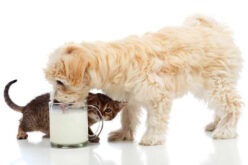Можно ли собак кормить творогом — мнение специалиста