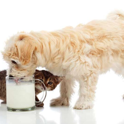 Можно ли давать собаке молоко: коровье, козье
