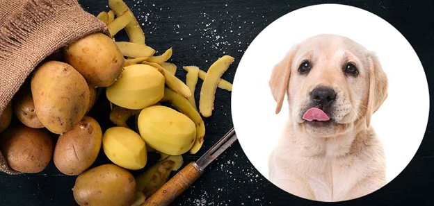 Можно ли собакам картошку
