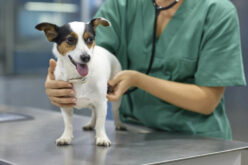 Бельмо на глазу у собаки: причины, лечение