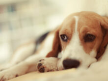 Заворот желудка у собак: причины, признаки, диагностика, лечение