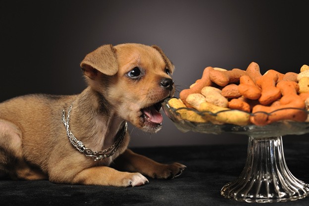 Можно ли собаке орехи