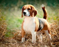 Порода собак босерон: описание, характер, фото и цена