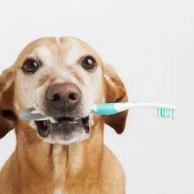 Зачем и как чистить зубы собаке в домашних условиях?