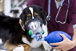 Заворот желудка у собак: причины, признаки, диагностика, лечение