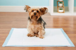 Как отучить собаку метить в квартире или доме