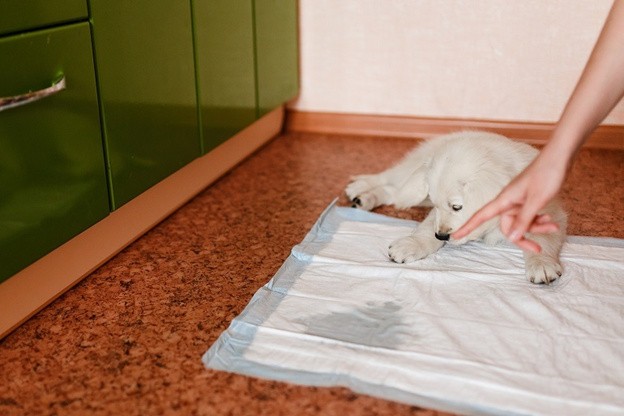 Как приучить собаку к туалету на пеленку