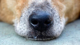 Бельмо на глазу у собаки: причины, лечение