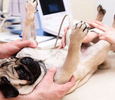 Увеличена селезенка у собаки: причины и лечение
