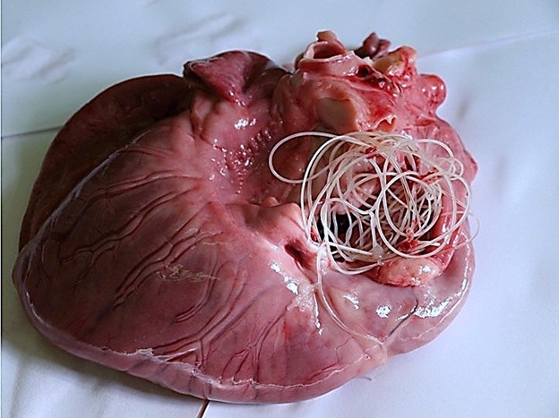 Сердечные черви у собак