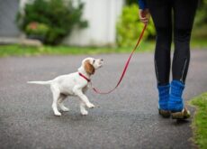 Огуречный цепень у собак: лечение и симптомы дипилидиоза