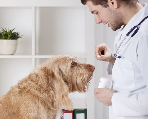 Чем лечить лямблии у собак