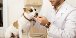 Переохлаждение (гипотермия) у собаки, как спасать и что делать