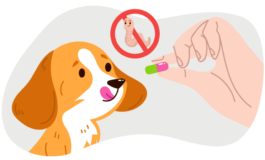 Ушной клещ (отодектоз) у собак: что это, симптомы и препараты для лечения