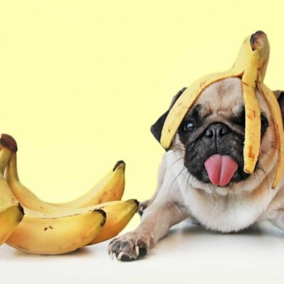 Можно ли собаке давать есть бананы?