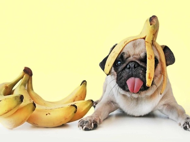 Можно ли собаке бананы