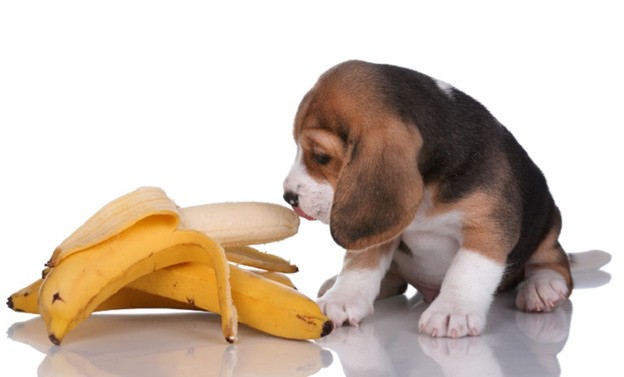 Можно ли щенку бананы