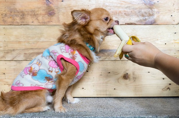можно ли собаке бананы