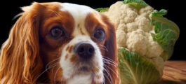 Можно ли собакам картошку: вареную, сырую, жареную