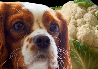 Можно ли собакам цветную капусту?
