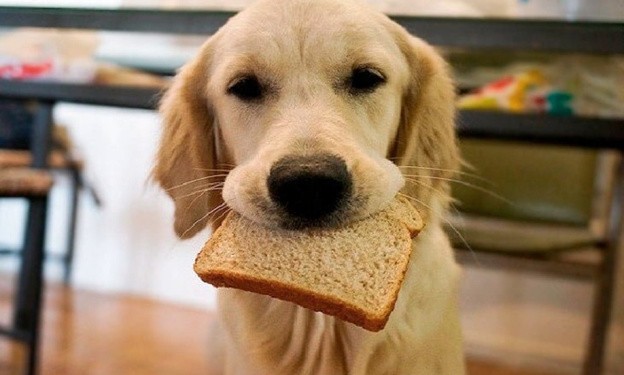 можно ли собаке хлеб