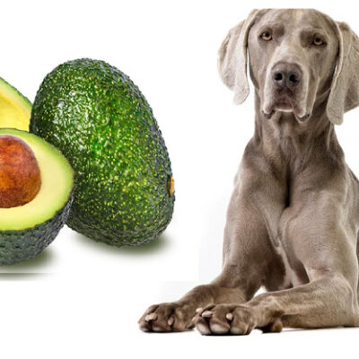 Можно ли собакам авокадо?