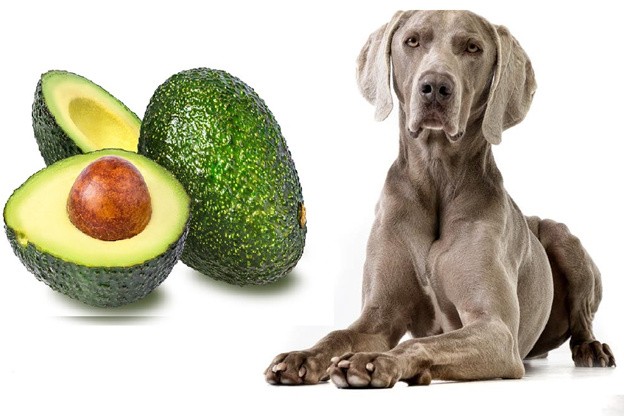 Можно ли собакам авокадо
