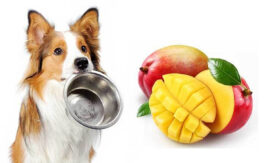 Можно ли собаке мандарины?
