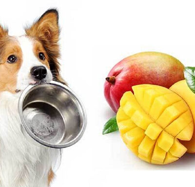 Можно ли собаке манго?