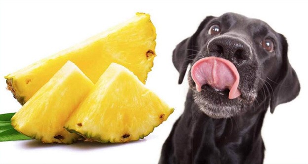 Как правильно давать собаке ананас?
