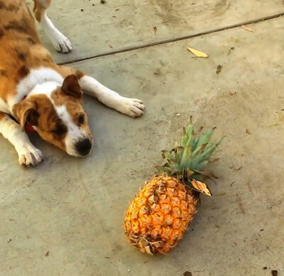 Можно ли собакам давать ананас?