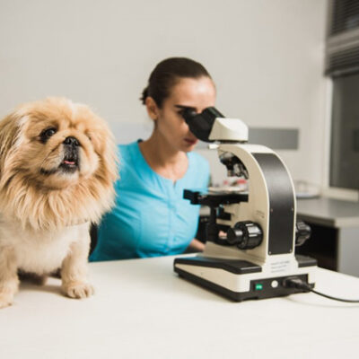 Кокцидиоз у собак: симптомы, лечение, препараты