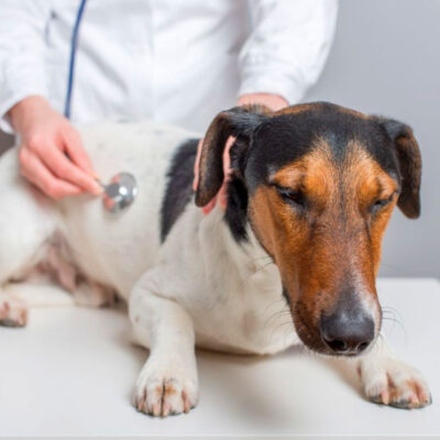 Стафилококк у собак: лечение, симптомы, опасность для человека